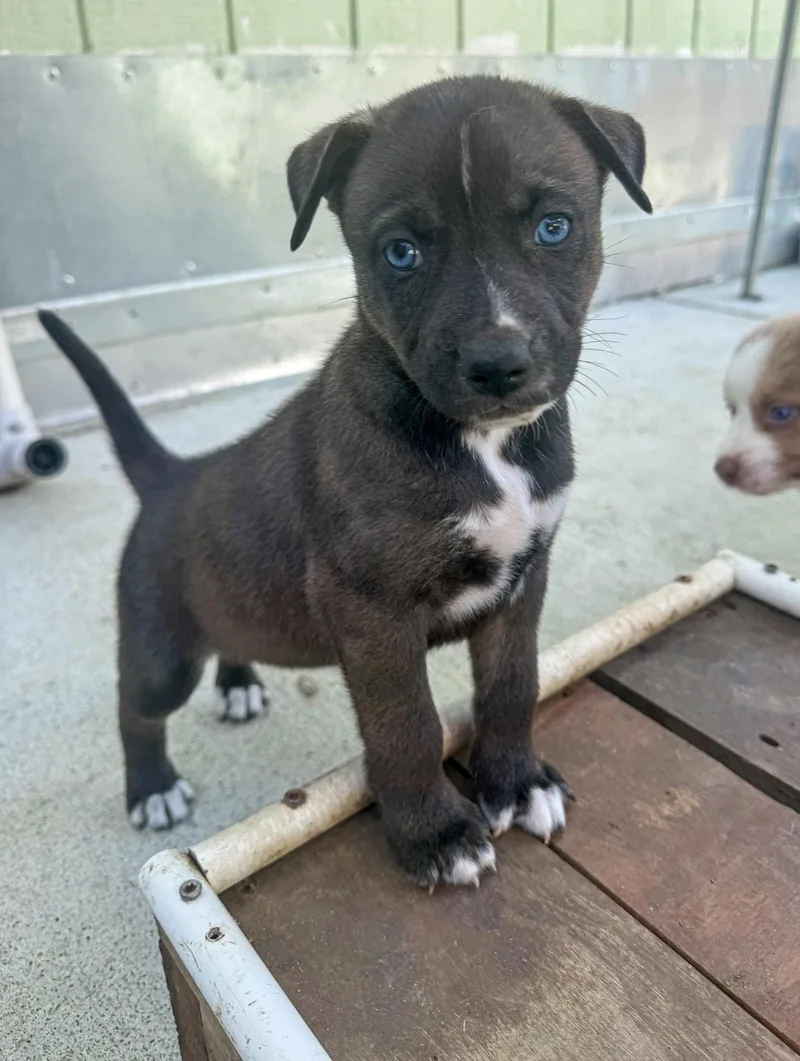 Marilynn's Puppy Midge thumbnail 3