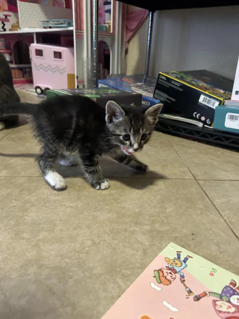 A baby small-sized male Brown / Chocolate Domestic Medium Hair cat named Marble Amor for adoption in Chandler, AZ