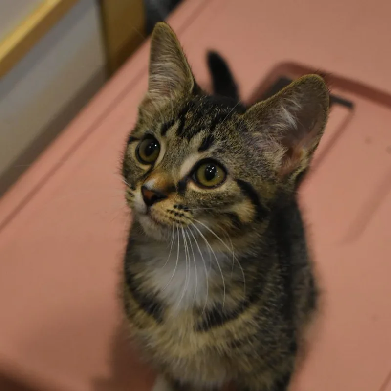 A baby small-sized female Domestic Short Hair cat named Lizbeth for adoption in Cumming, GA