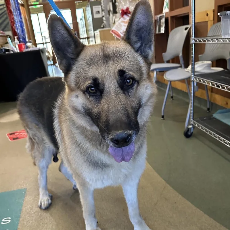 An adult large-sized male Yellow / Tan / Blond / Fawn German Shepherd Dog dog named IEPAStray for adoption in Upland, CA