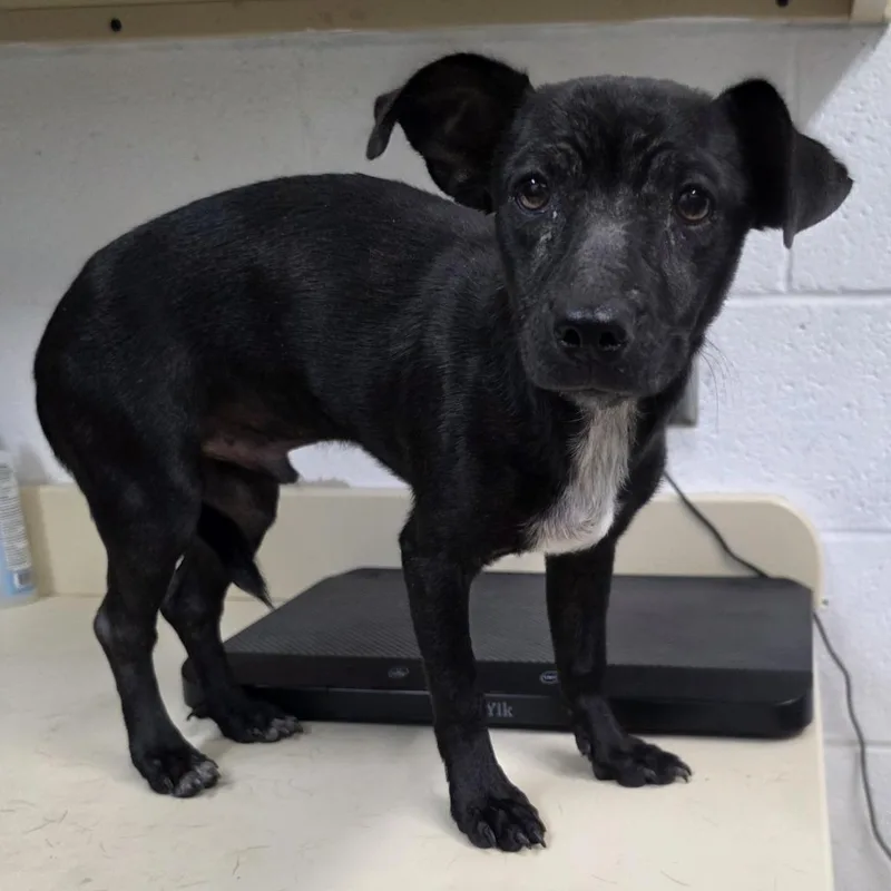 A young small-sized male Black Terrier dog named Chance for adoption in Ardmore, OK