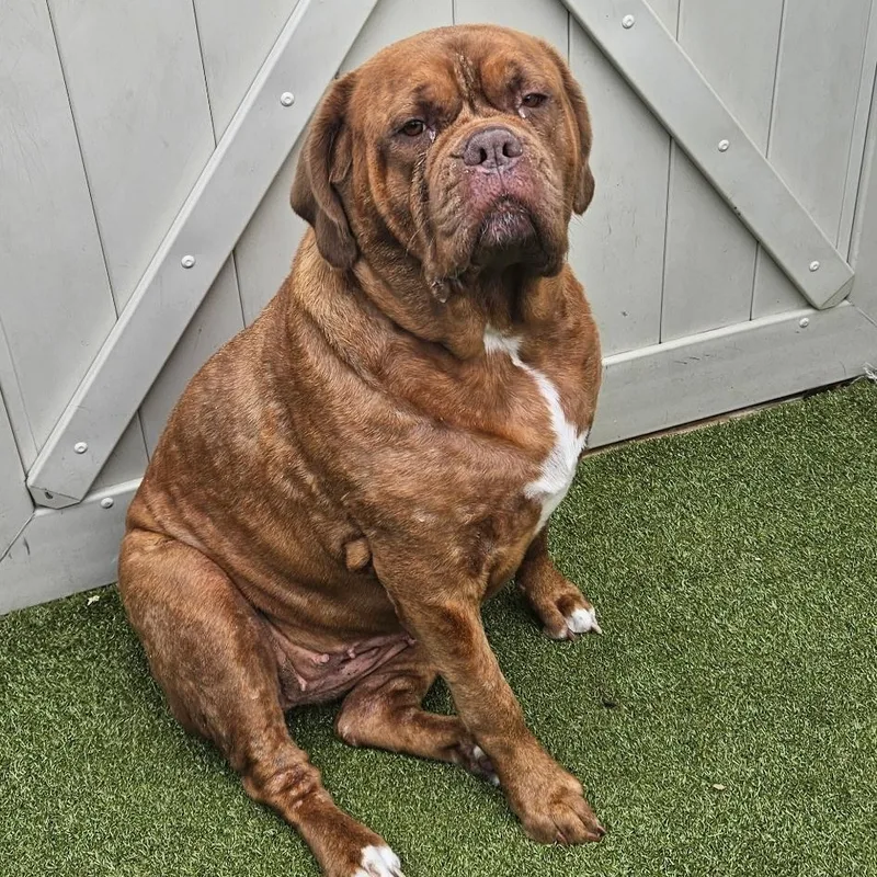 An adult extra large-sized female Red / Chestnut / Orange Dogue de Bordeaux dog named Zuma for adoption in Hamilton, NJ