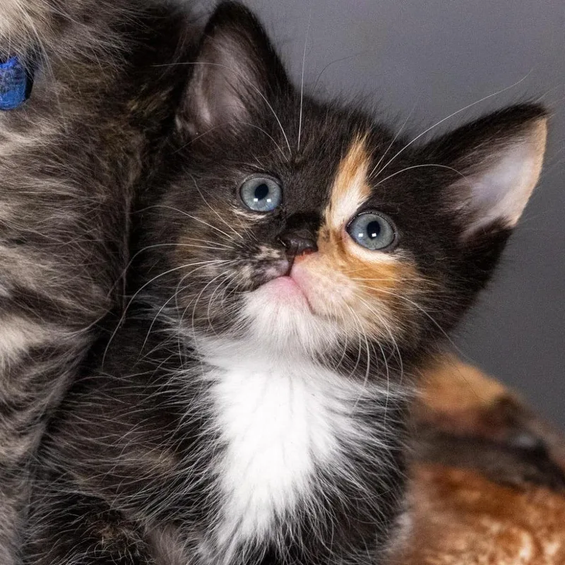 A baby small-sized female Torbie Domestic Medium Hair cat named Sugar Magnolia for adoption in Boerne, TX