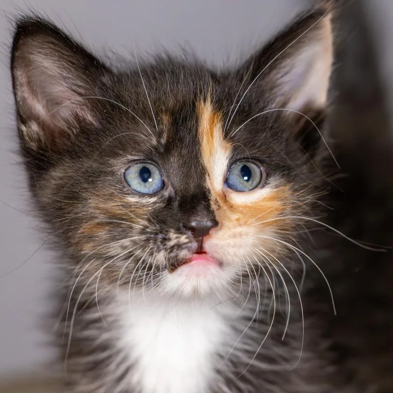 Sugar Magnolia thumbnail 2