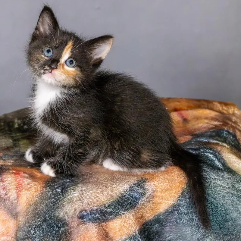 Sugar Magnolia thumbnail 3