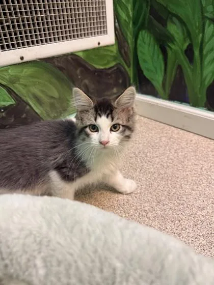 A baby small-sized male Gray / Blue / Silver Domestic Short Hair cat named Bart for adoption in Harbor Springs, MI
