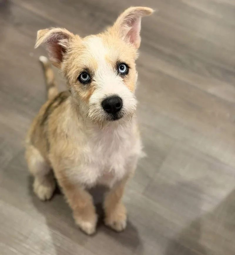 A baby medium-sized female Husky dog named Quinn for adoption in Silvana, WA