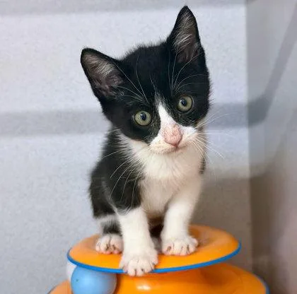 A baby small-sized female Domestic Short Hair cat named Rascal for adoption in Sacramento, CA