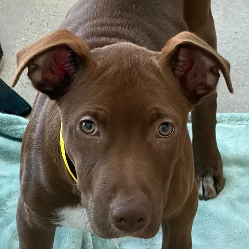 Hershey