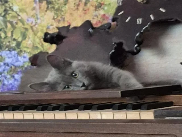 A baby small-sized male Gray / Blue / Silver Domestic Medium Hair cat named Johnny for adoption in Woodland, CA