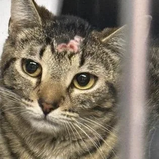 An adult small-sized female Domestic Short Hair cat named Cyndy for adoption in Worcester, MA