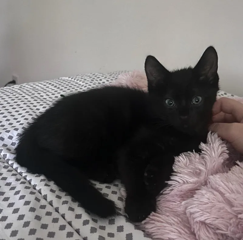A baby medium-sized male Domestic Short Hair cat named Urchin for adoption in Windsor, CT