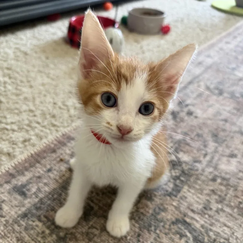 A baby medium-sized male Domestic Short Hair cat named Reverend Green for adoption in Chattanooga, TN