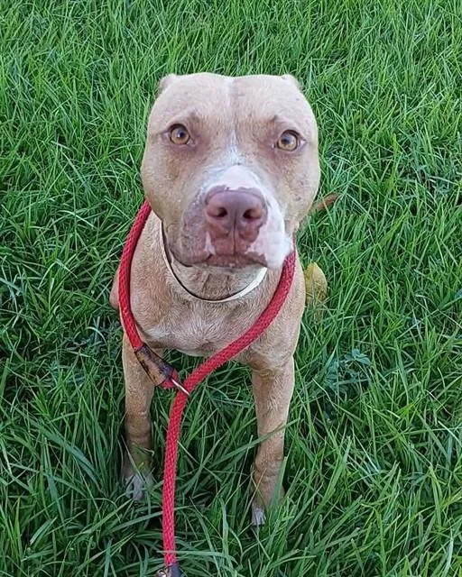 A young medium-sized male American Staffordshire Terrier dog named Tie for adoption in Fort Lauderdale, FL