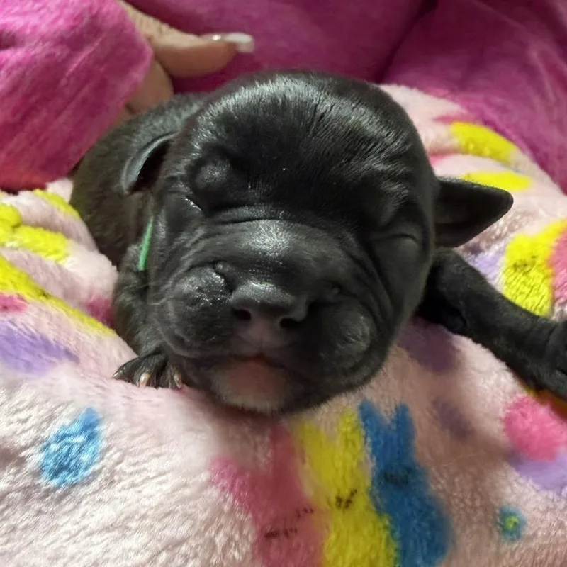 Brutus C thumbnail 3
