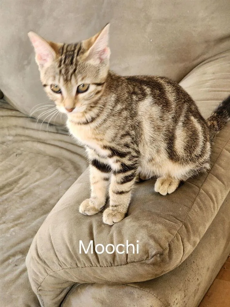 A baby small-sized female Tabby (Brown / Chocolate) Domestic Short Hair cat named Moochi for adoption in Lancaster, CA