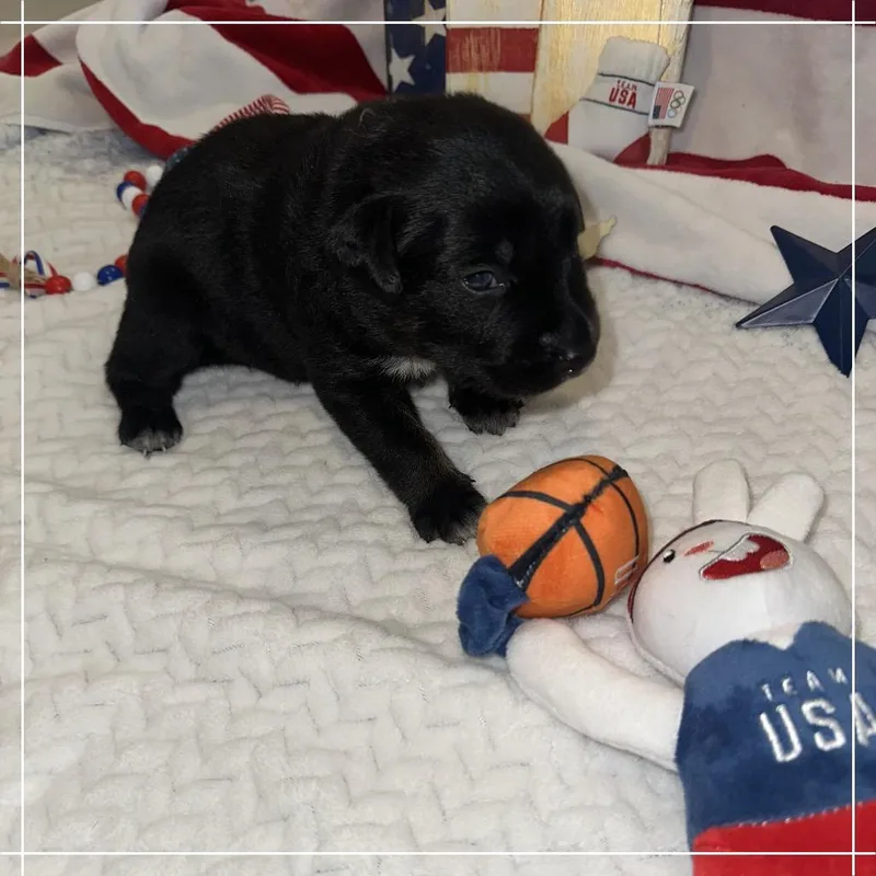 A baby medium-sized male Black Australian Kelpie dog named Jack for adoption in Chandler, AZ