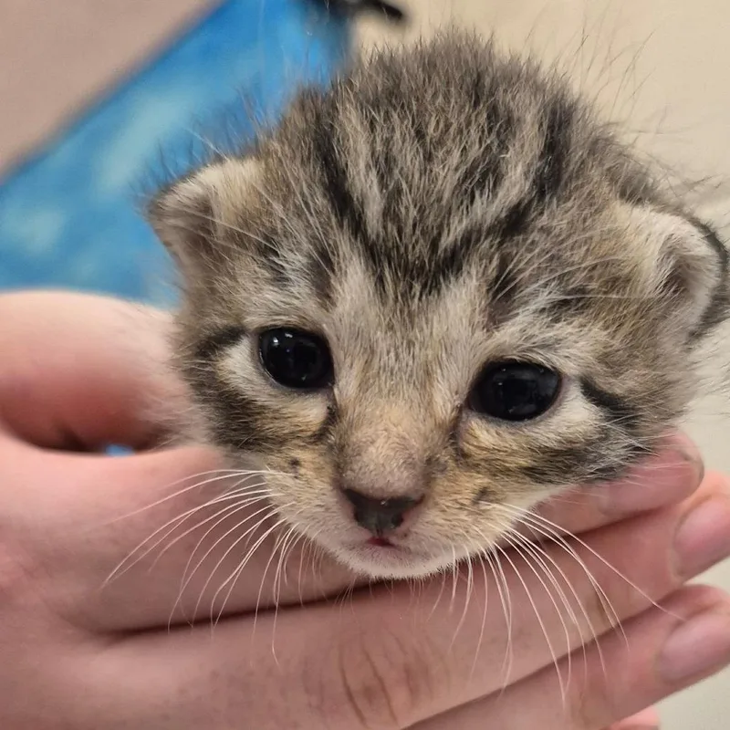 A baby small-sized male Brown / Chocolate Domestic Short Hair cat named Mario for adoption in Lake Panasoffkee, FL