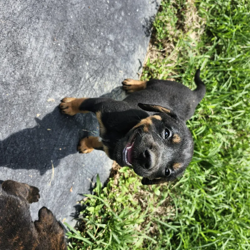 A baby medium-sized male Black and Tan Coonhound dog named Curly for adoption in Cosby, TN
