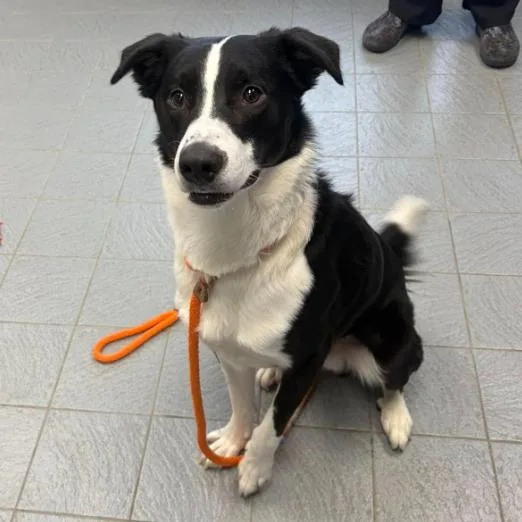 An adult medium-sized male Black Border Collie dog named Collie O'connor D for adoption in Princeton, MN