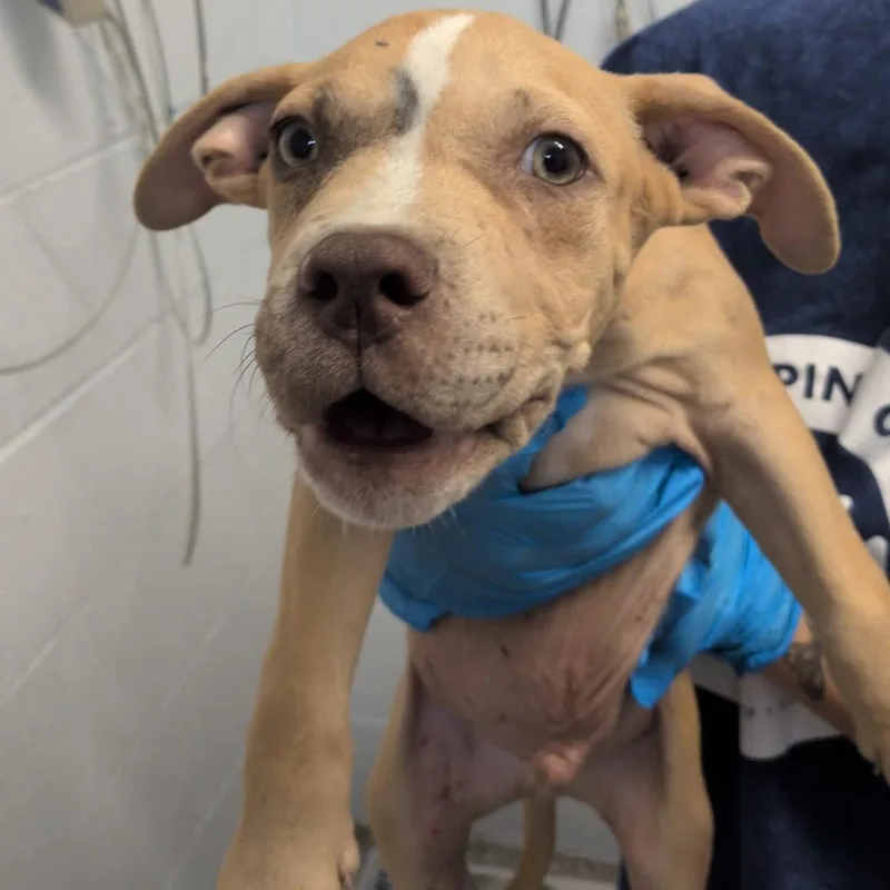A baby small-sized male Yellow / Tan / Blond / Fawn American Staffordshire Terrier dog named Ben for adoption in Hattiesburg, MS