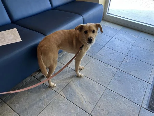 A young medium-sized female Jindo dog named Bella for adoption in Tustin, CA
