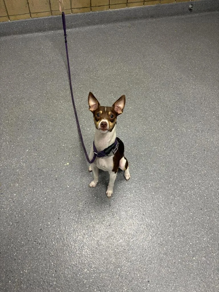 A young large-sized male Fox Terrier dog named Charley for adoption in Greenfield, IN
