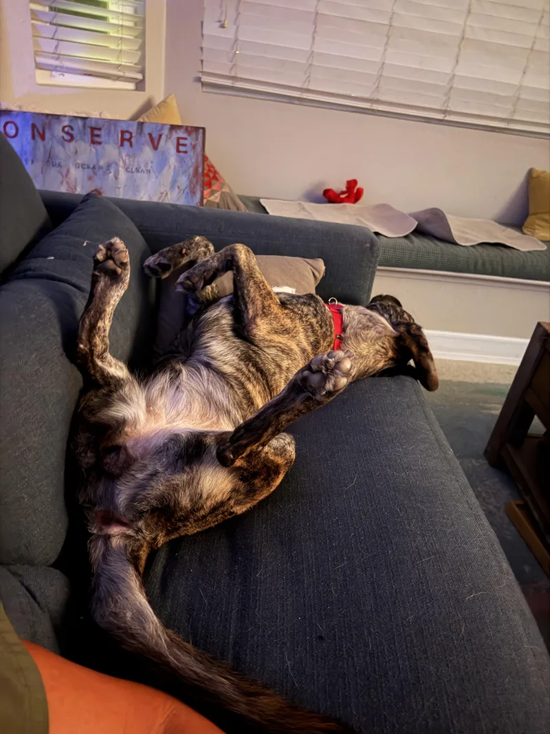 An adult large-sized female Brindle Plott Hound dog named Monet for adoption in La Mesa, CA
