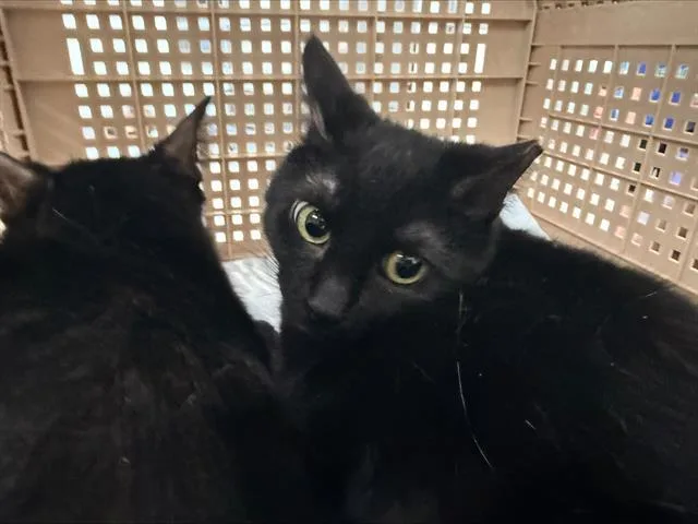 An adult medium-sized female Domestic Short Hair cat named Star for adoption in Charlotte, NC