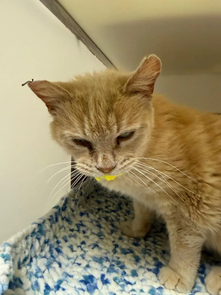 An adult large-sized female Domestic Medium Hair cat named Jane for adoption in Columbia, TN
