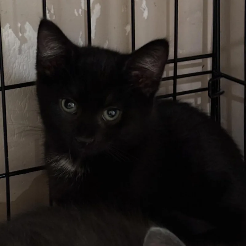 A baby medium-sized male Black & White / Tuxedo Domestic Short Hair cat named Sullivan for adoption in Schnecksville, PA