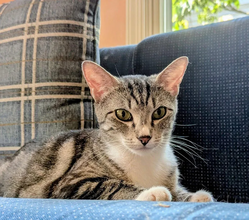 An adult medium-sized female Domestic Short Hair cat named Mama Tracy for adoption in Broomall, PA