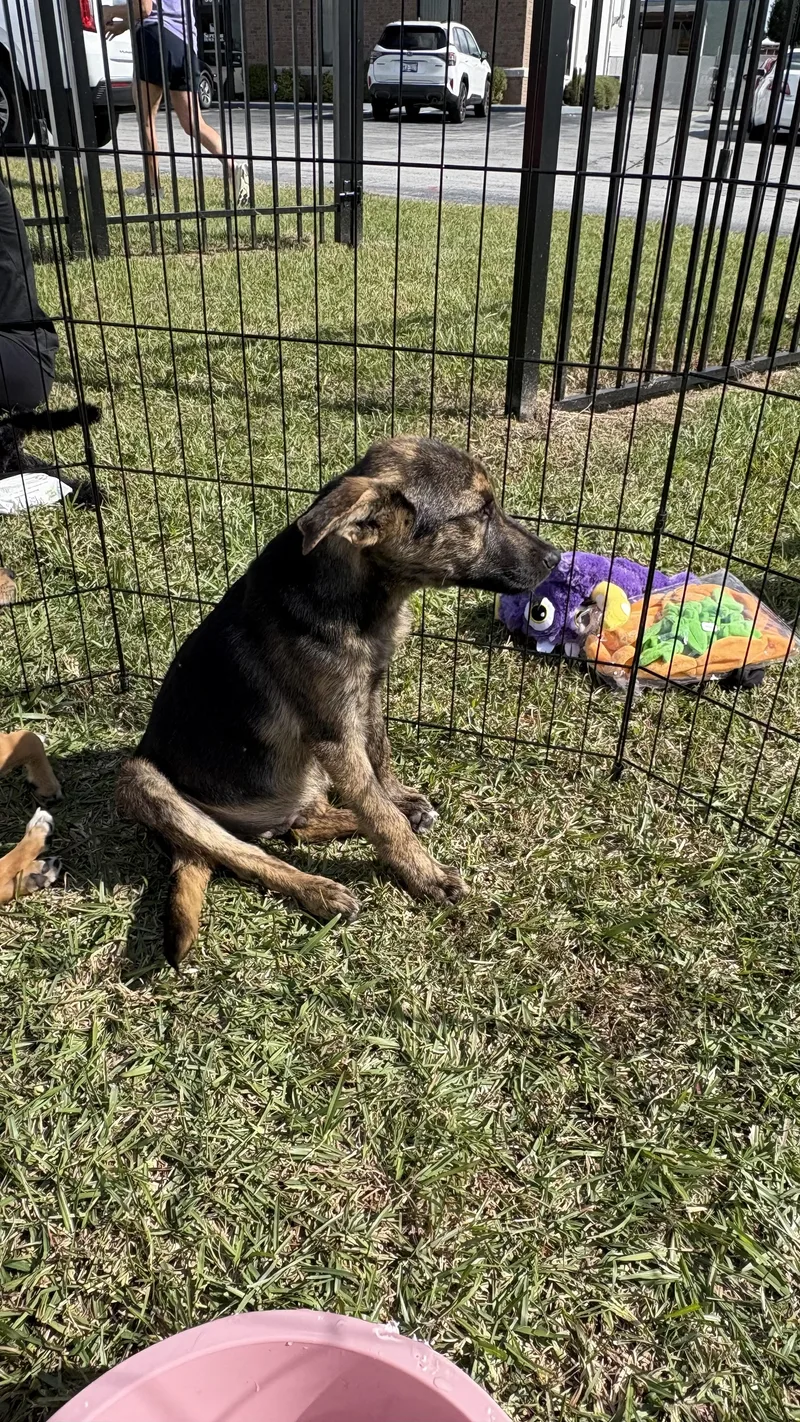 A baby medium-sized female Bicolor German Shepherd Dog named Lizzie for adoption in Ayden, NC