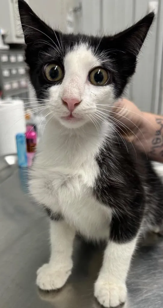 A baby small-sized male Domestic Short Hair cat named Pickles for adoption in Hillsdale, IN