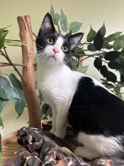 A baby small-sized female Domestic Short Hair cat named Dorey for adoption in Hastings, NE