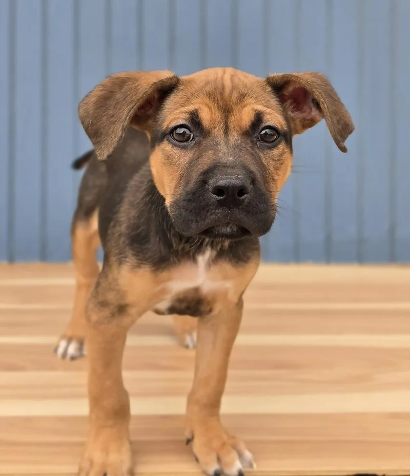 A baby medium-sized male Tricolor (Brown, Black, & White) American Bulldog dog named Puffs for adoption in Sedalia, CO