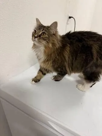 Coraline Bonded With Wednesday