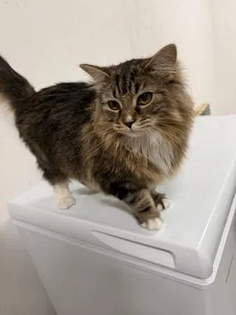 Coraline Bonded With Wednesday thumbnail 2