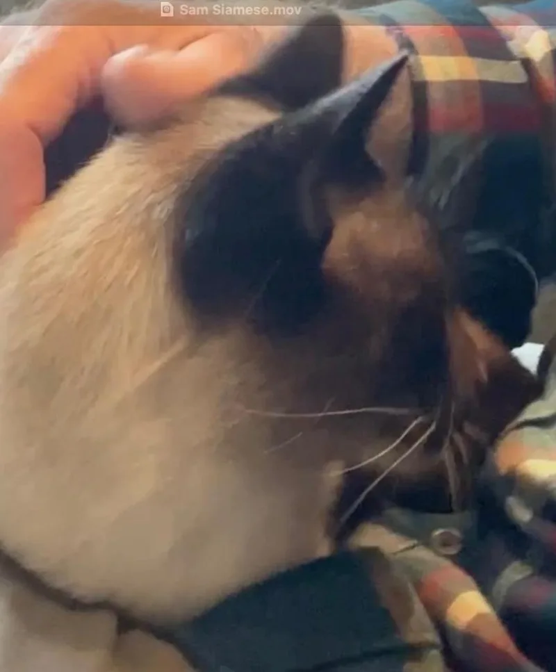 A young medium-sized male Siamese cat named Sam for adoption in San Pedro, CA