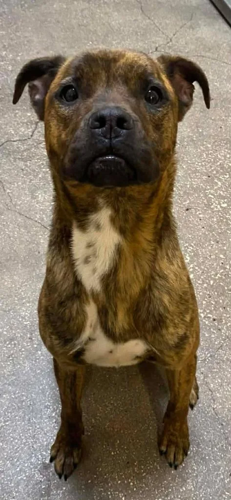 A young medium-sized female Mixed Breed dog named Bambi for adoption in Ocala, FL