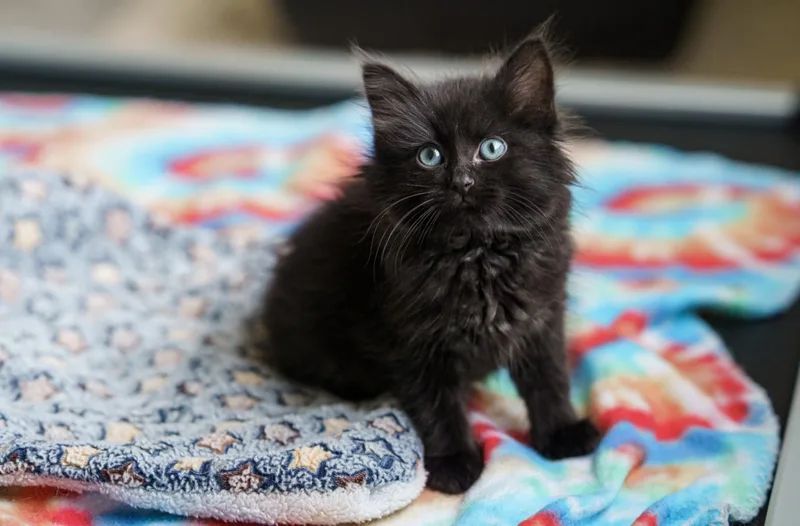A baby large-sized male Black Domestic Long Hair cat named Sinbad for adoption in LAMPASAS, TX