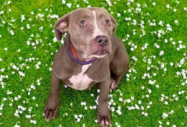 An adult medium-sized female Labrador Retriever dog named Delilah for adoption in Fort Lauderdale, FL