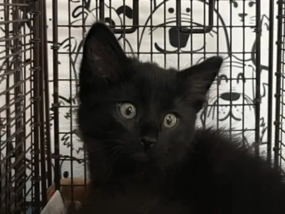 A baby small-sized female Domestic Medium Hair cat named A for adoption in San Pedro, CA