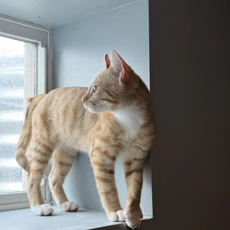 A baby medium-sized male Tabby (Orange / Red) Domestic Short Hair cat named Jamaica for adoption in Franklin, OH