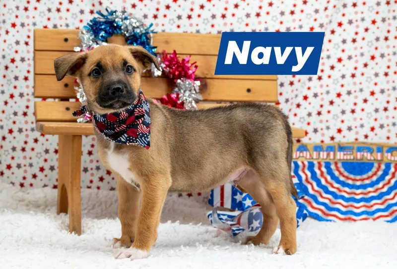 Navy thumbnail 3