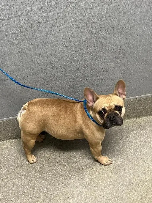 A young small-sized female French Bulldog dog named Applebee for adoption in Las Vegas, NV