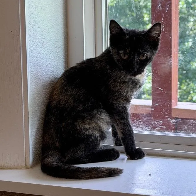 A baby medium-sized female Tortoiseshell Domestic Short Hair cat named Odyssey for adoption in Waynesville, NC