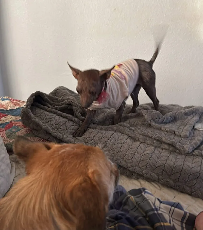 Swiss Miss The Tiny thumbnail 2