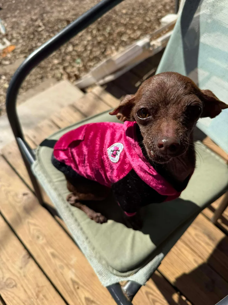 Swiss Miss The Tiny thumbnail 3