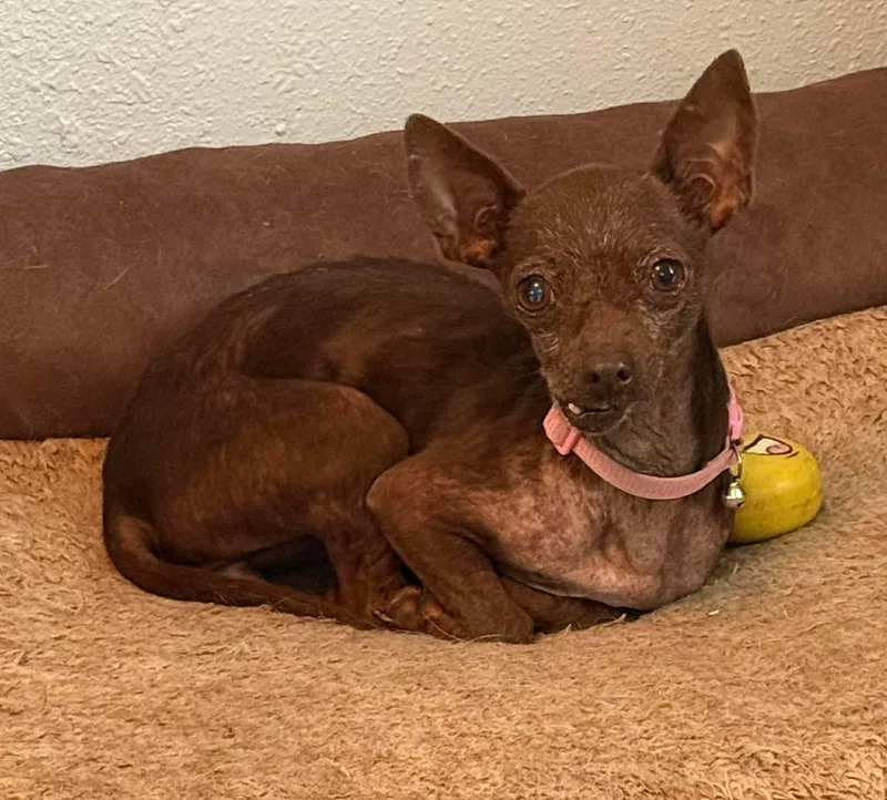 Swiss Miss The Tiny thumbnail 4